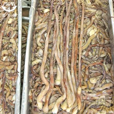 Frozen Peru Squid Tentacle