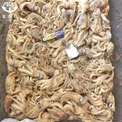 Frozen Illex Argentinus Squid Tentacle Head