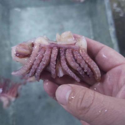 Baby squid Tentacle