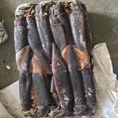 Frozen Equator Gigas Squid Export