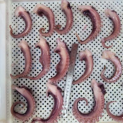 IQF Seafood Squid Tentacle Export