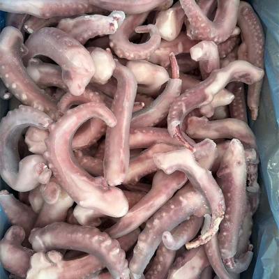 IQF Seafood Squid Tentacle Export