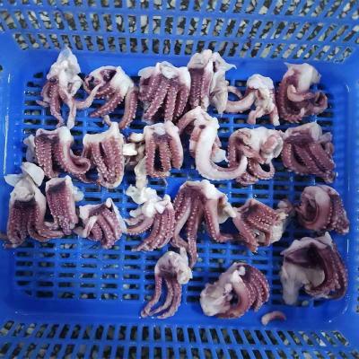 Baby squid Tentacle