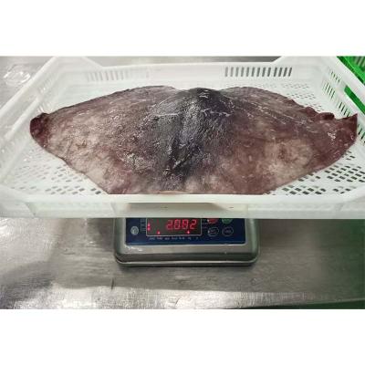 Frozen Seafood Peru Squid Wing