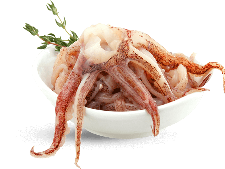 Frozen Peru Squid