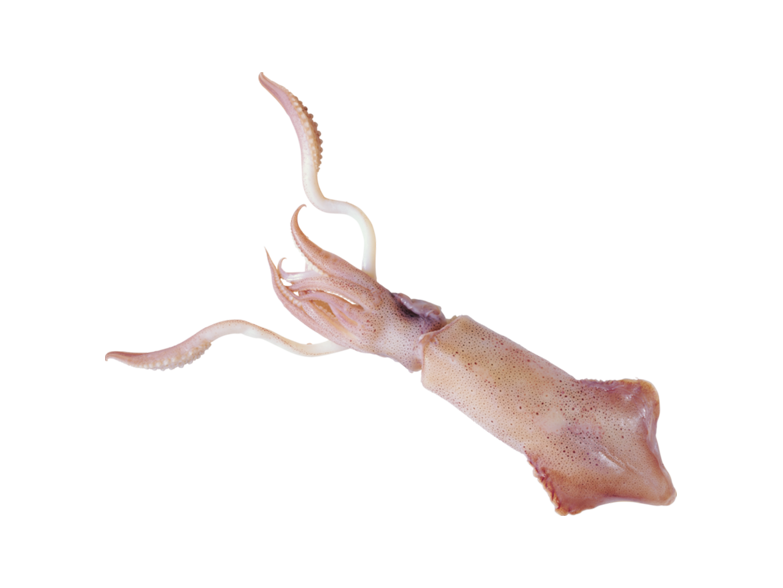 Squid