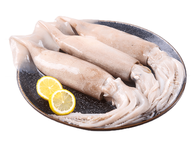 Whole Squid Raw