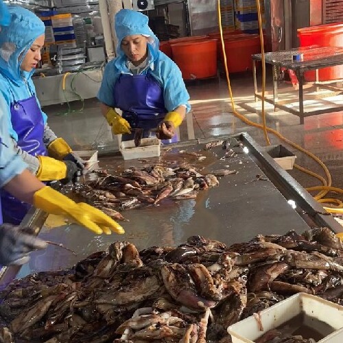 Processing of squid rings